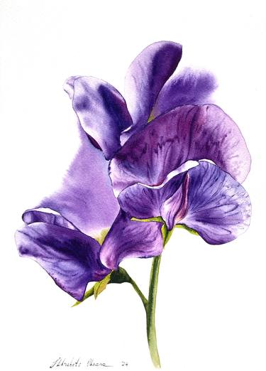 Violet sweet pea flower - original watercolor painting thumb