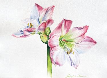Soft pink amaryllis in full bloom - original watercolor painting thumb