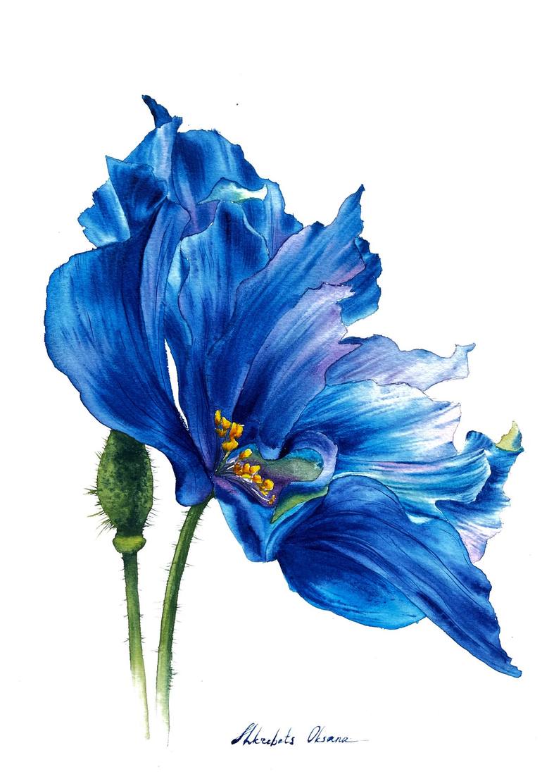 Himalayan dark blue poppy - original watercolor flower painting