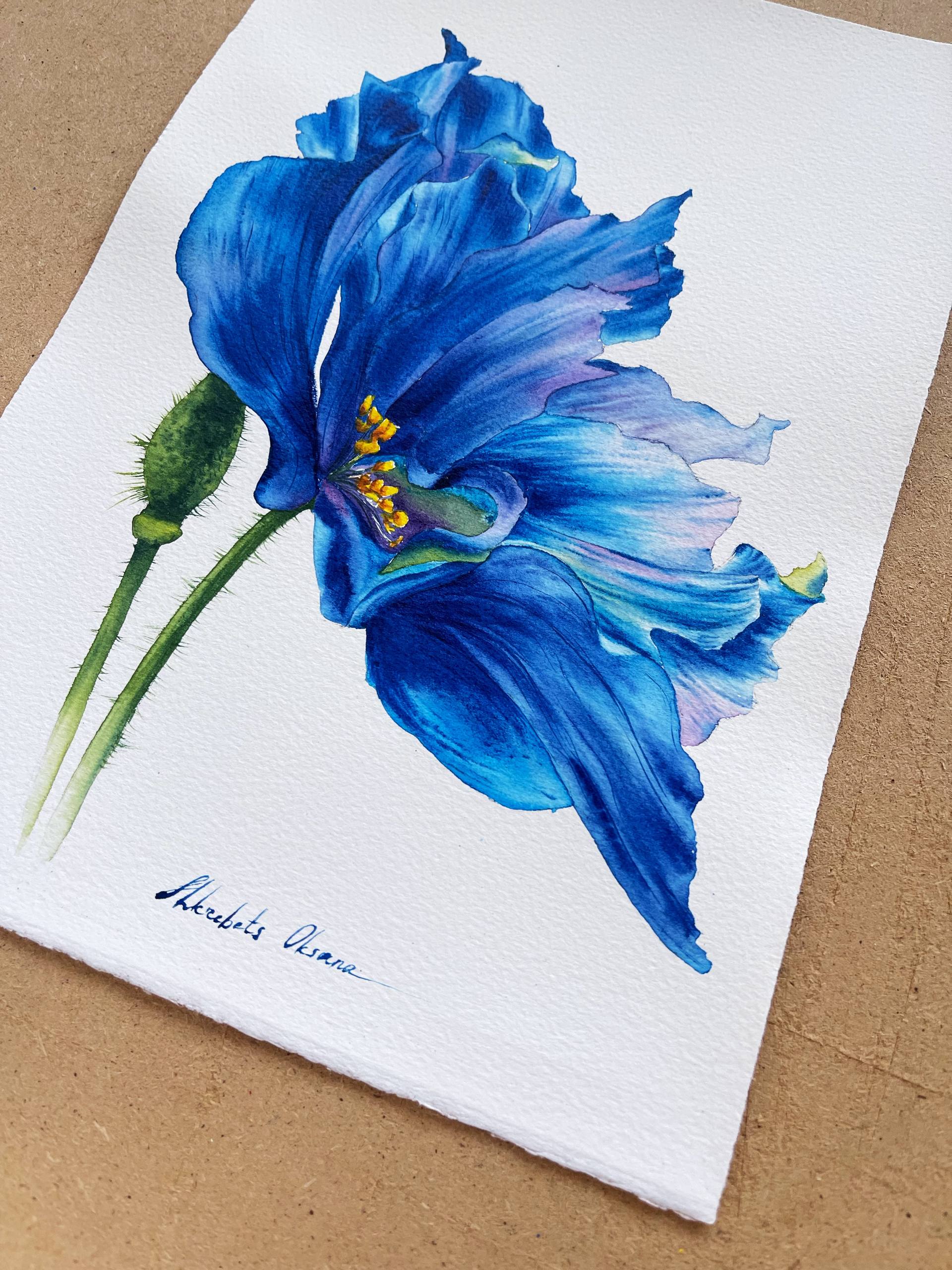 Himalayan dark blue poppy - original watercolor flower painting