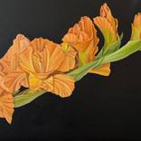 The Sword Lily by Susan Whigham