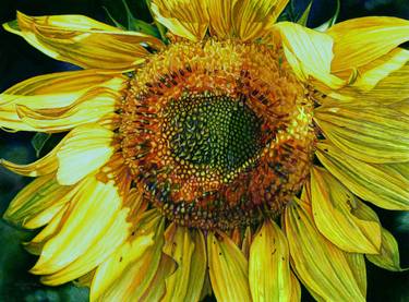 Sunbeam on a Sunflower thumb