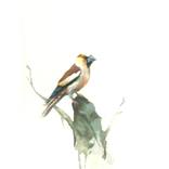 African finch by joshua  durant