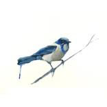Florida Scrub Jay by joshua  durant