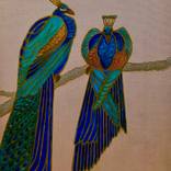 Peacocks by Lee Campbell