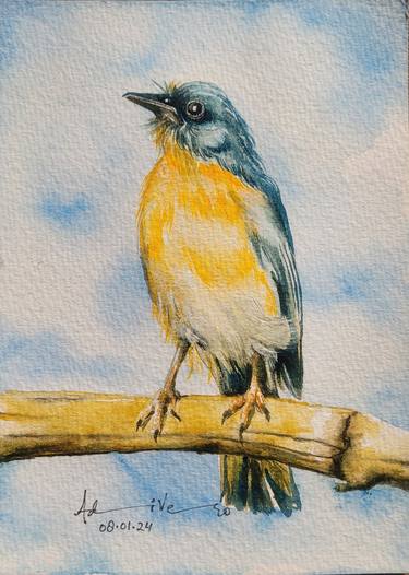 Bird Series - Tickell's Blue Flycatcher thumb