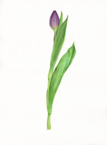 Purple tulip thumb