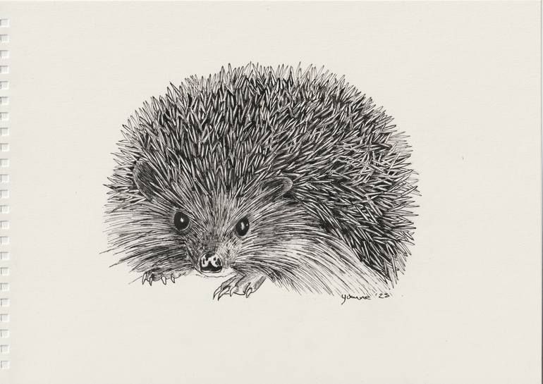 Hedgehog Drawing by Yvonne Kennedy | Saatchi Art