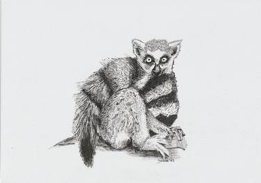 Ring tailed Lemur thumb