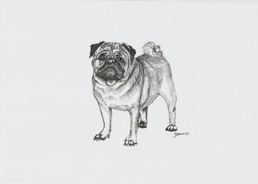Original Fine Art Animal Drawings by Yvonne Kennedy