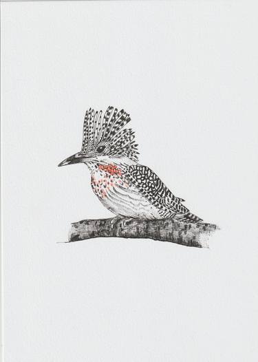 Crested Kingfisher thumb