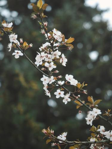 Print of Impressionism Botanic Photography by Aiger Stern