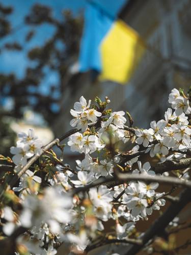 Spring and Ukrainian flag thumb