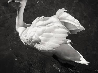 White Swan #2 thumb