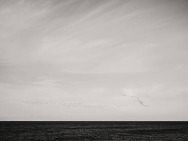 Black Sea | Birds over the Sea thumb