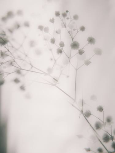 Original Conceptual Botanic Photography by Aiger Stern
