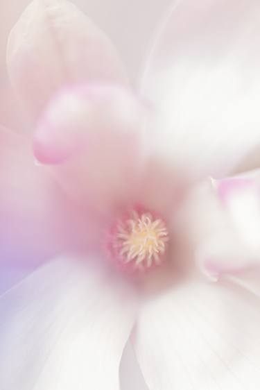 Original Floral Photography by Marioly Vazquez
