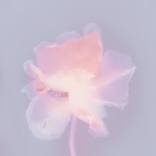 Collection Pink - Summer Session