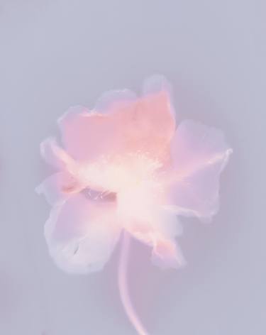 Floral Aura - Poppy thumb