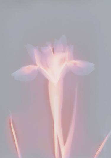 Floral Aura - Iris thumb