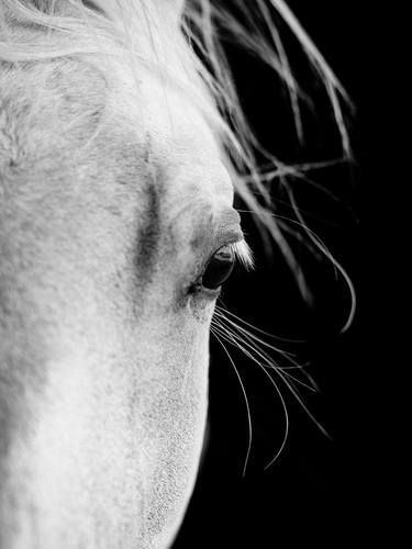 Original Minimalism Horse Photography by Bine Sedivy