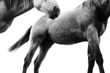 Original Fine Art Horse Photography by Bine Sedivy