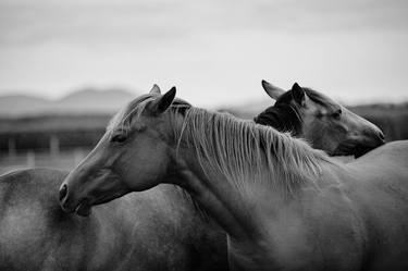Original Fine Art Horse Photography by Bine Sedivy