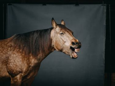 Original Horse Photography by Bine Sedivy