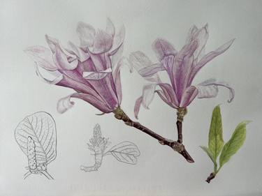 Print of Fine Art Botanic Paintings by Inessa Falina