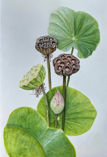 Original Illustration Botanic Paintings by Inessa Falina