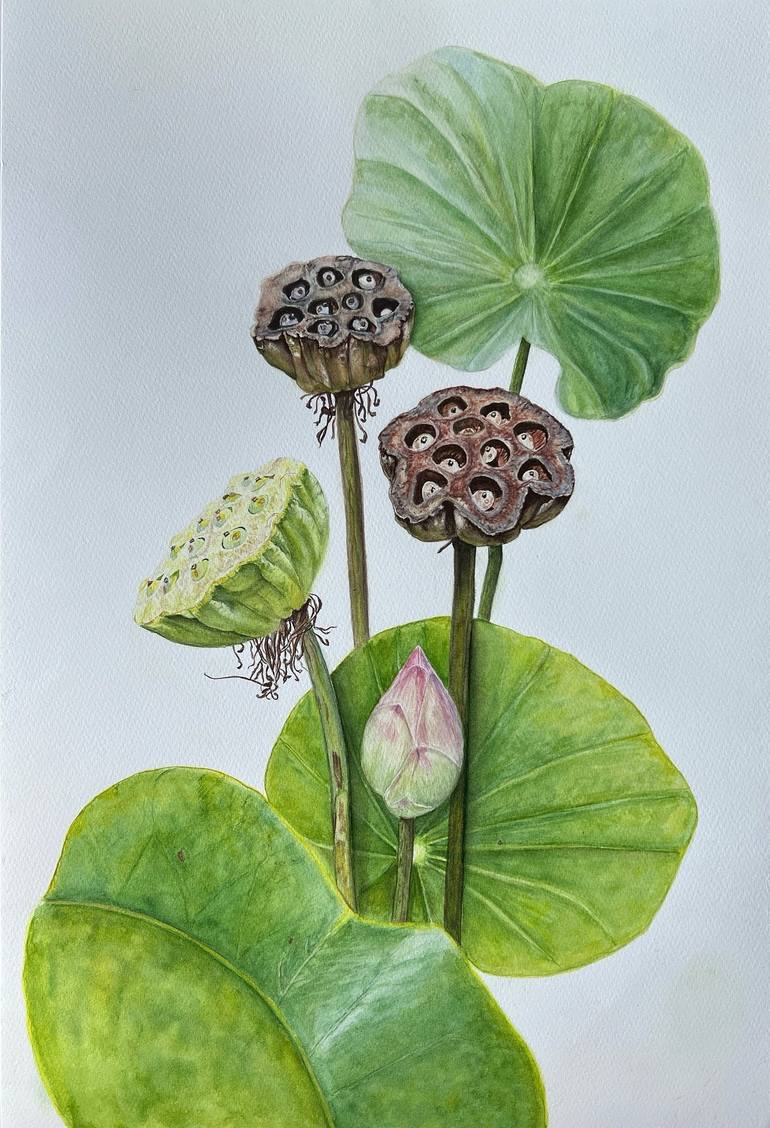 Original Illustration Botanic Painting by Inessa Falina