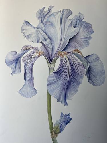 Original Contemporary Botanic Paintings by Inessa Falina