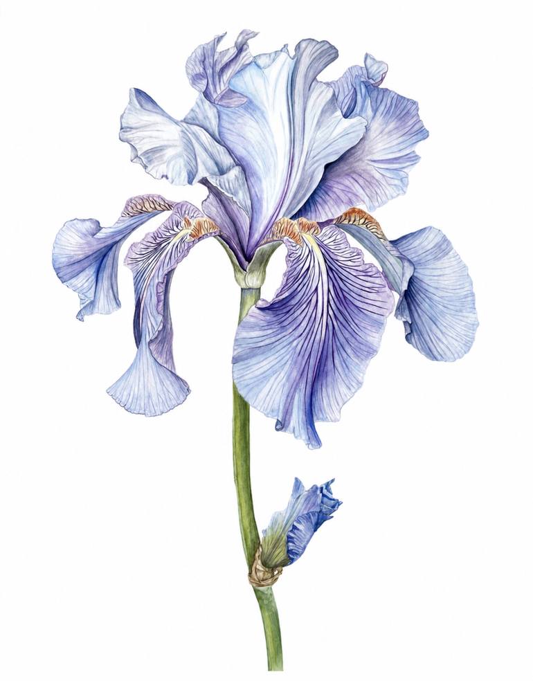 Original Botanic Painting by Inessa Falina | Contemporary Art on Paper | WHERE PETALS MEET THE FALLS - VICTORIA WATERFALLS IRIS