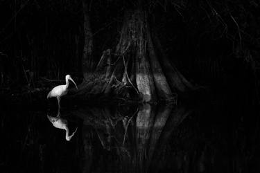 Original Black & White Animal Photography by Emmanuel Panagiotakis