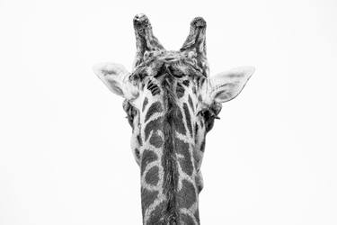 Original Black & White Animal Photography by Emmanuel Panagiotakis