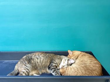 Original Contemporary Animal Photography by Noé Badillo
