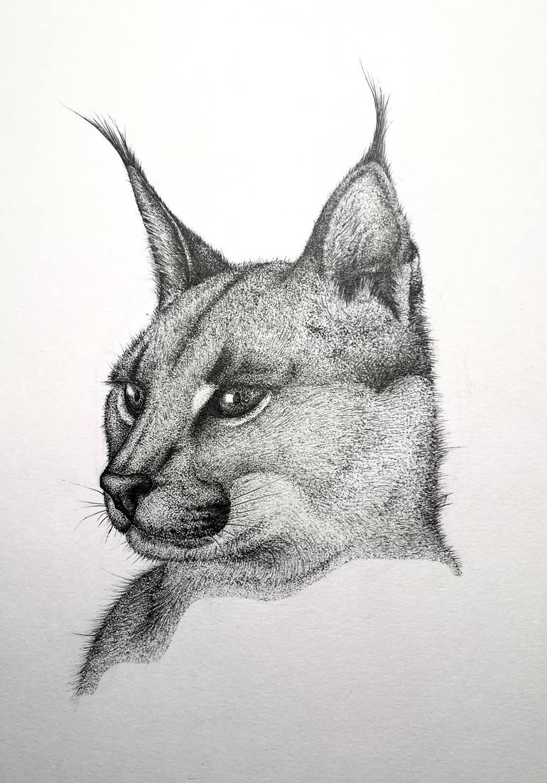 caracal drawing