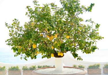 Lemon Tree in Positano #1 thumb