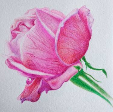 Original Botanic Paintings by Raffaella Righetti