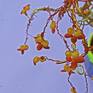 Detail of Autumn Tree