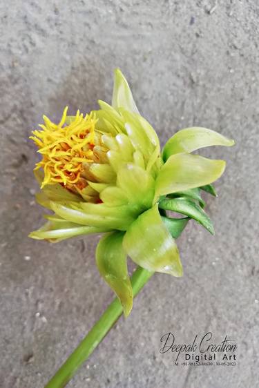 Dahlia Flower thumb