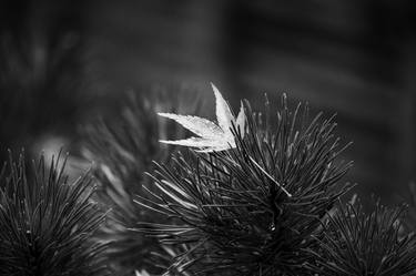 Leaf and Pine in Black and White thumb