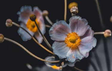 Original Fine Art Floral Photography by Andrea Basteris