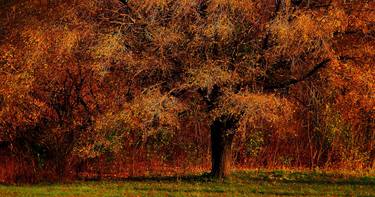 Print of Tree Photography by TREMBLAY photographer