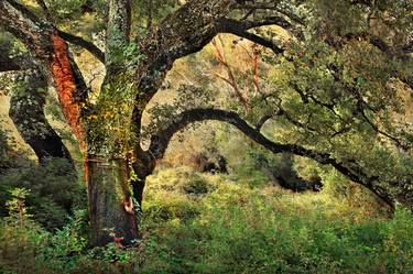Oak Tree # 924, the, Spain thumb