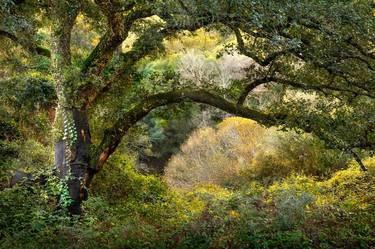 Print of Abstract Tree Photography by TREMBLAY photographer