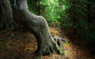 Print of Tree Photography by TREMBLAY photographer