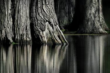 Original Tree Photography by TREMBLAY photographer