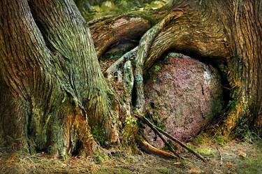 Print of Fine Art Tree Photography by TREMBLAY photographer