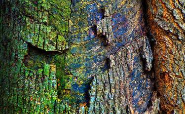 Print of Fine Art Tree Photography by TREMBLAY photographer